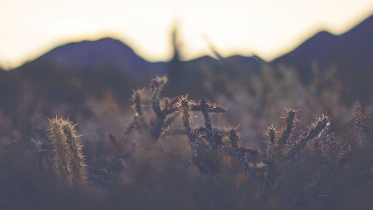 How to Stay Regulated When the World Feels Like It’s Falling Apart - True Hemp Science