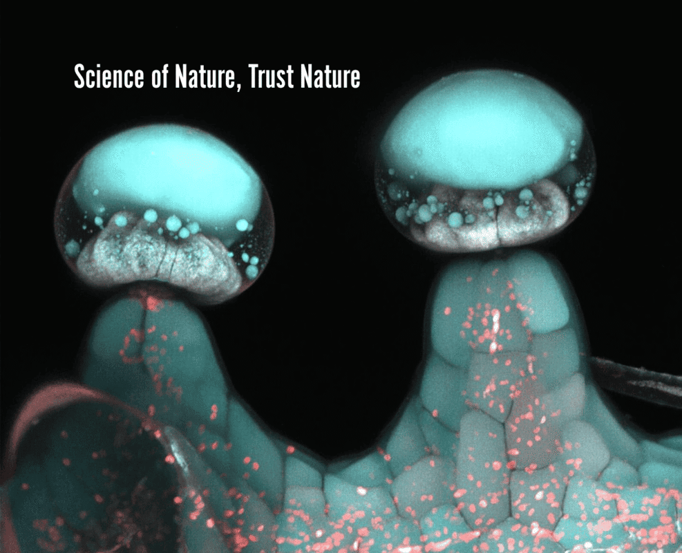 Strengthen Your Defenses Naturally with CBDa and CBGa - True Hemp Science