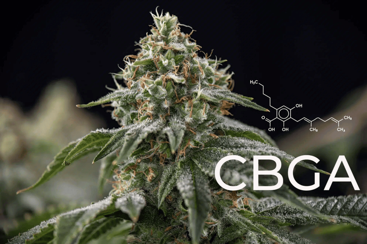 What Is CBGa? The Complete Guide to the Mother of All Cannabinoids - True Hemp Science