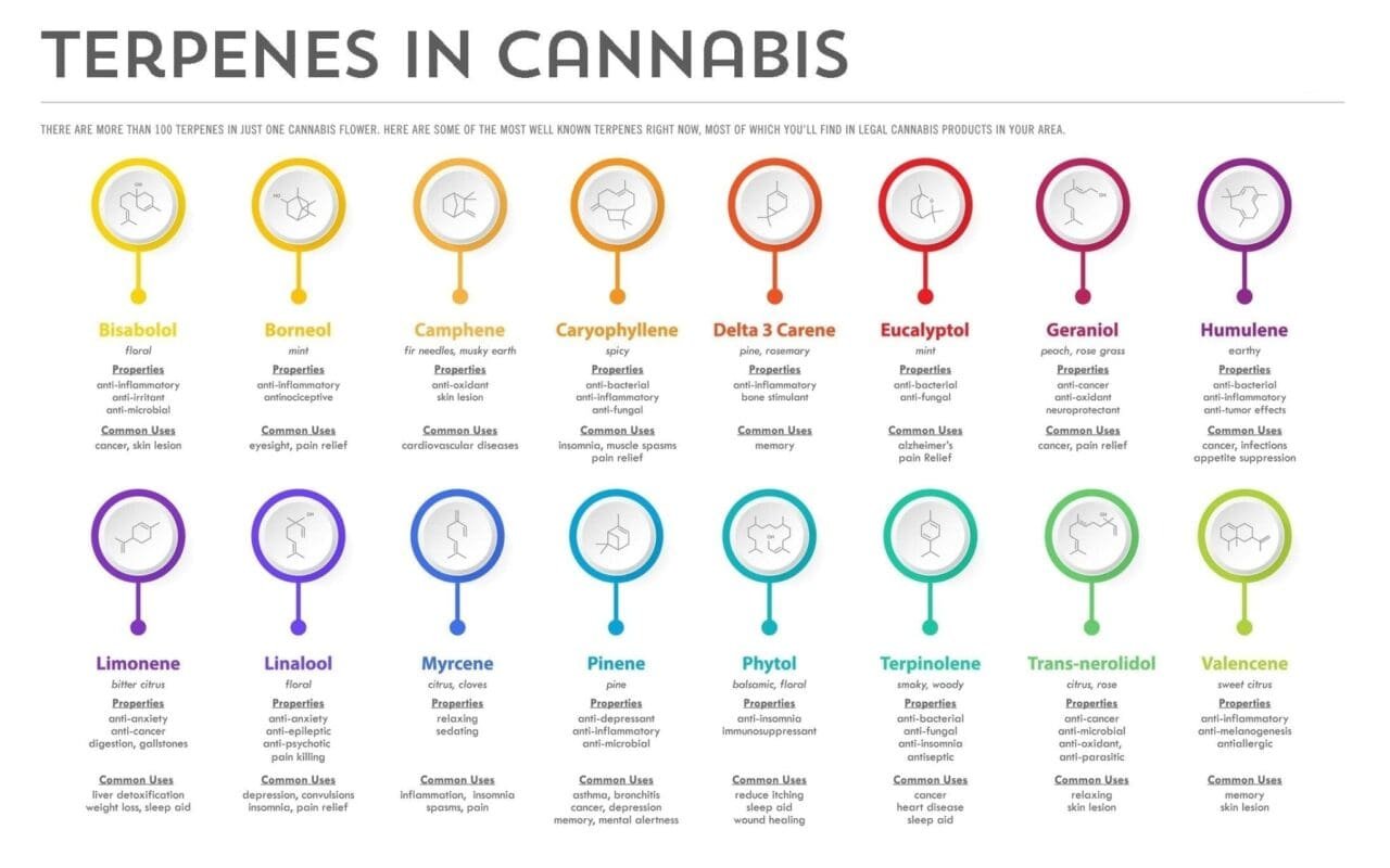 Why Cannabis Taste Signals True Efficacy - True Hemp Science